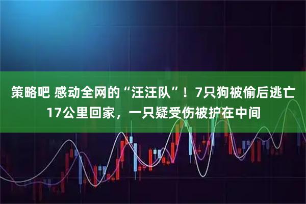 策略吧 感动全网的“汪汪队”！7只狗被偷后逃亡17公里回家，一只疑受伤被护在中间